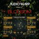 Audiowarp Blossom [3 DVD]